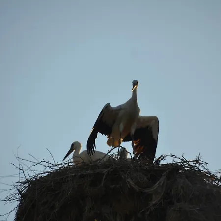 Casa de hóspedes Zapovedni Rai 4*