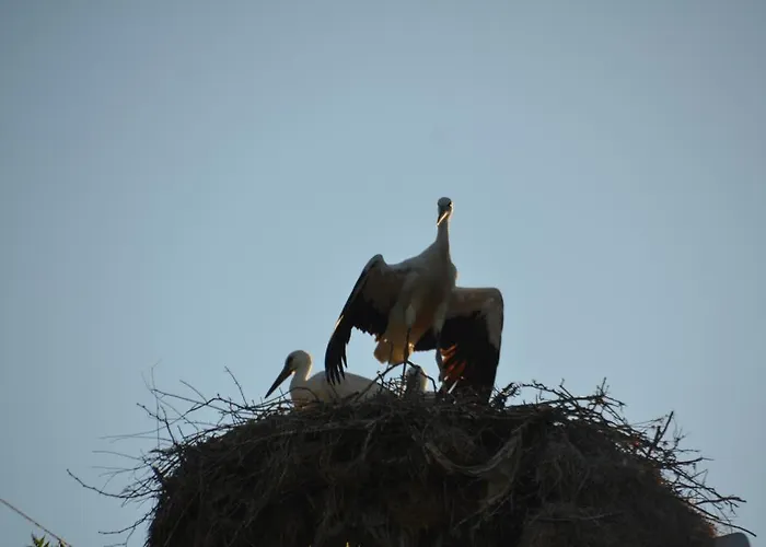 Гостевой дом Zapovedni Rai 4*